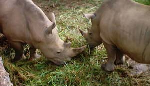 Click on picture for video clip of rhinos